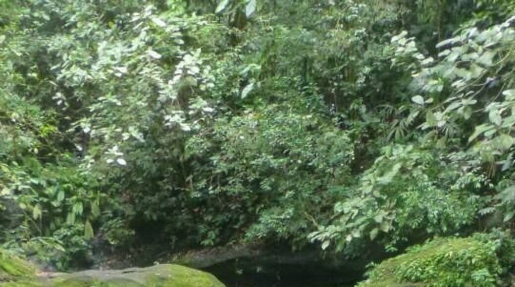 Puerto Viejo de Talamanca