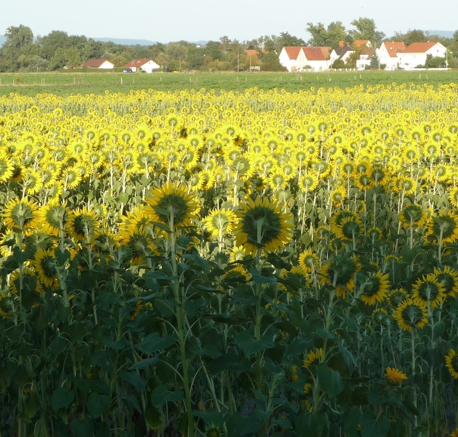 Ein Sonnenblumenfeld mit Häusern im Hintergrund.