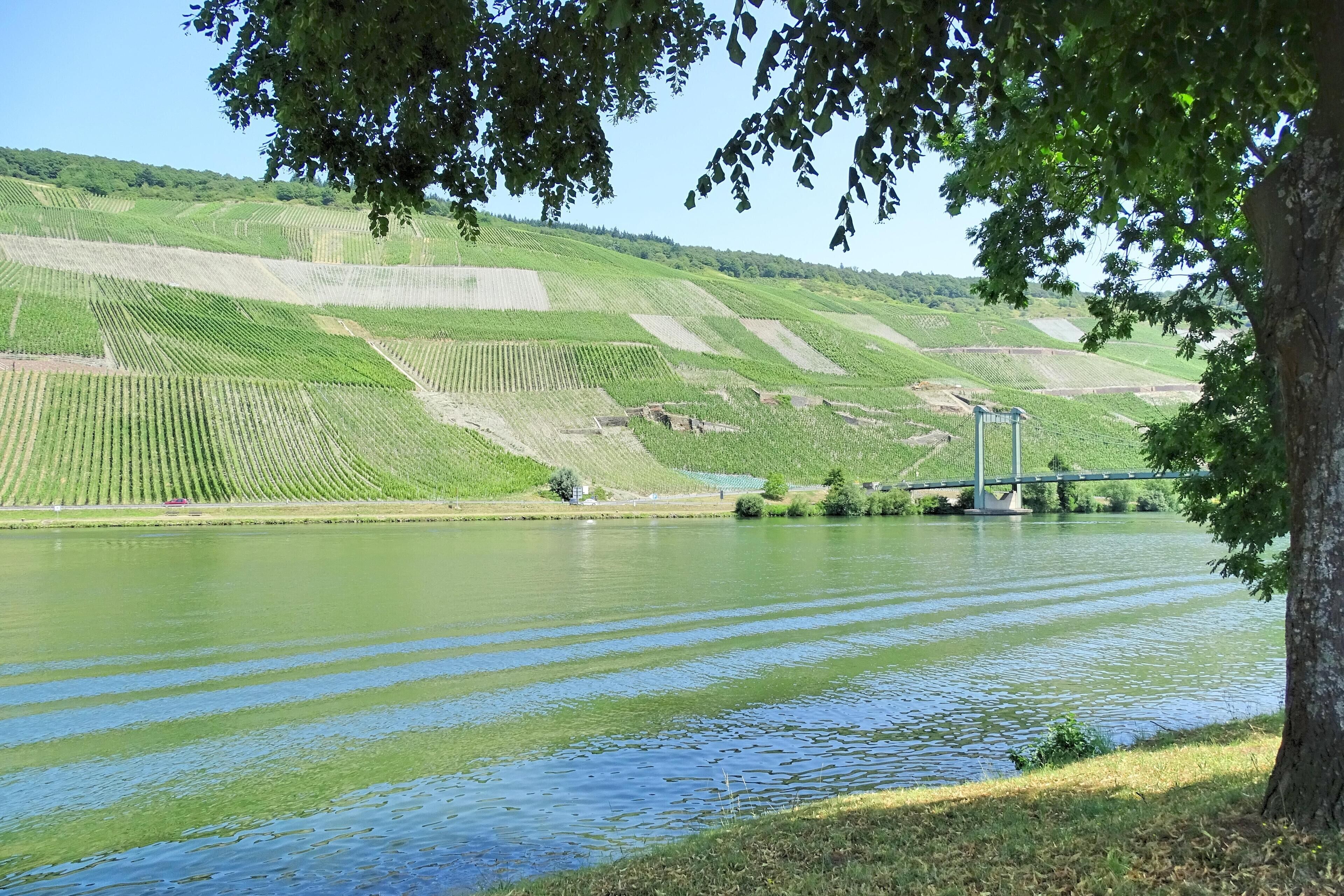 A river with a bridge and terraced vineyards.