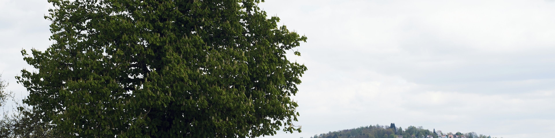 Horse-Chestnut tree in Leutenbach, Baden-Württemberg, Germany; natural monument