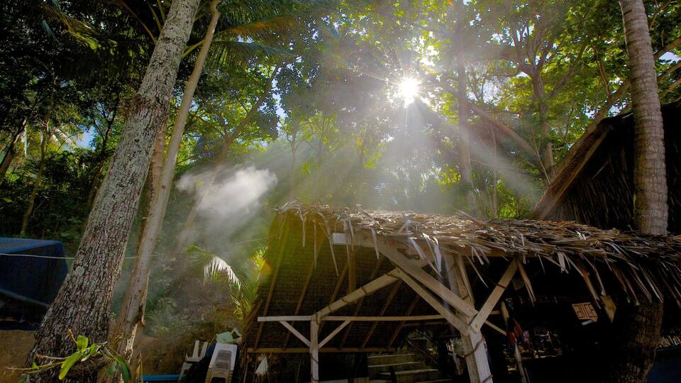 A thatched-roof hut surrounded by trees with sunlight filtering through the leaves.