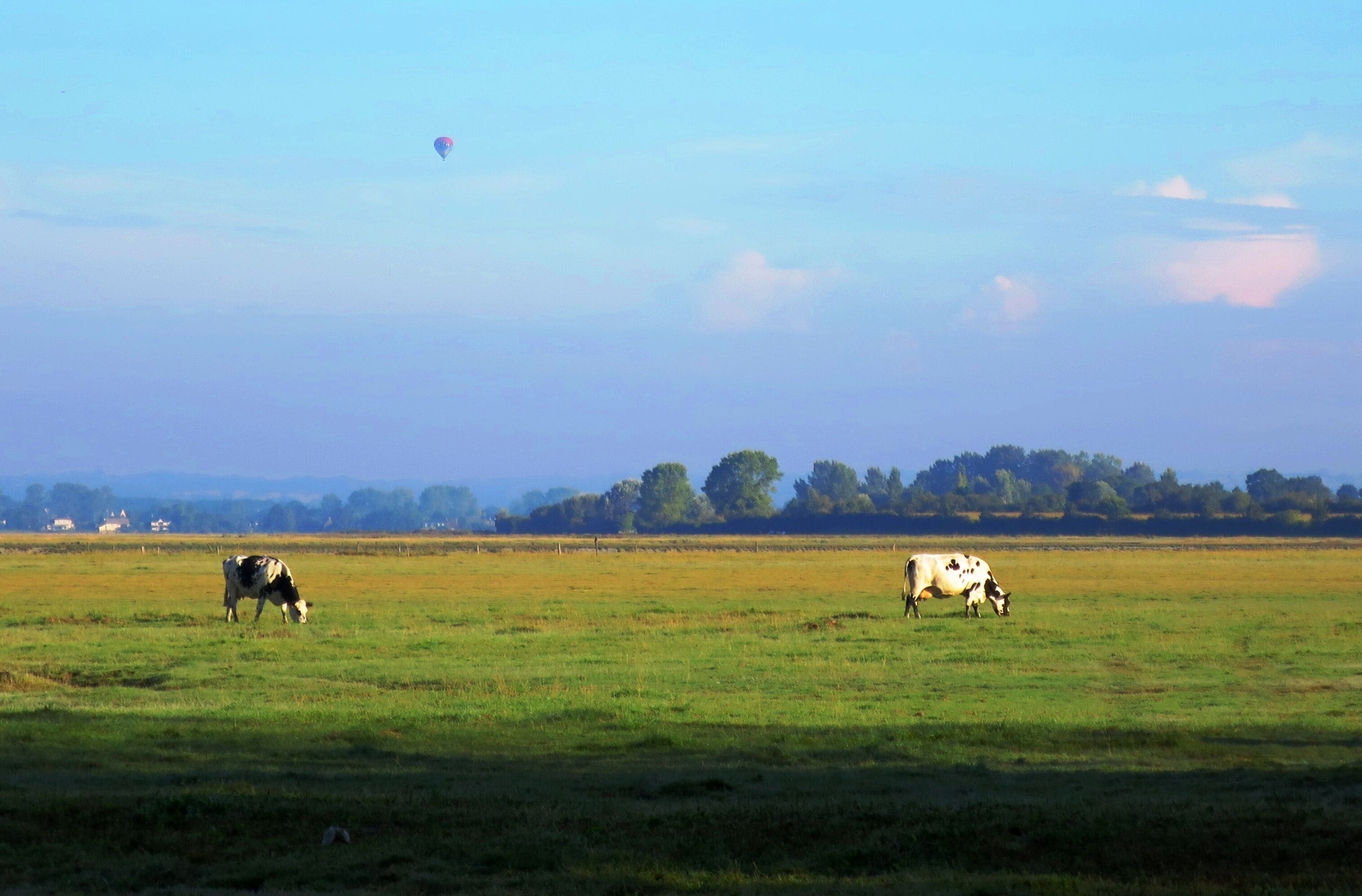 Balloon and Bovines on Polder Saint Michel