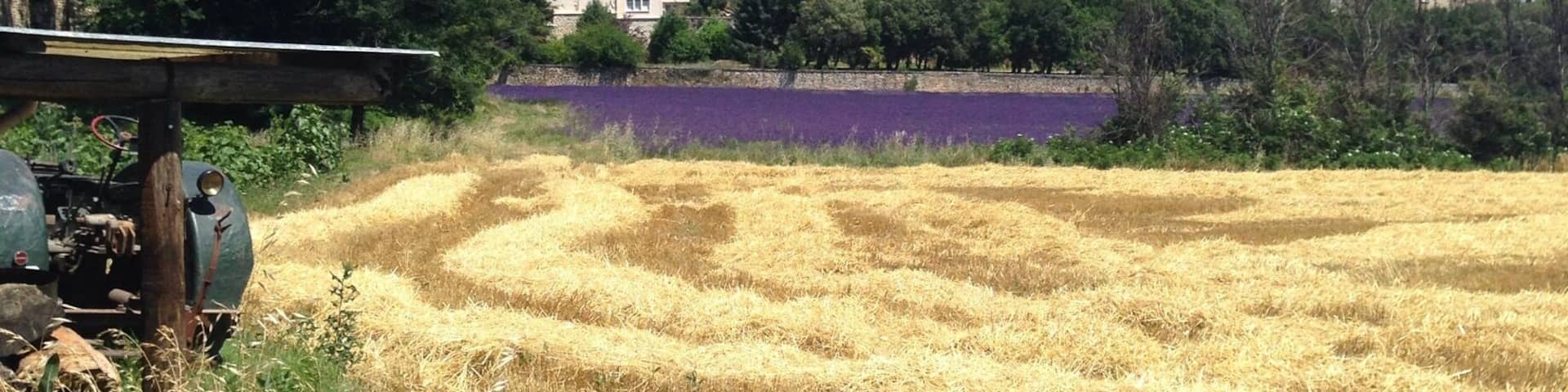 Green field, tractor, mown wheat, lavender and a hilltop town. How gorgeous is Cote de Rhone, Provence? #colorful