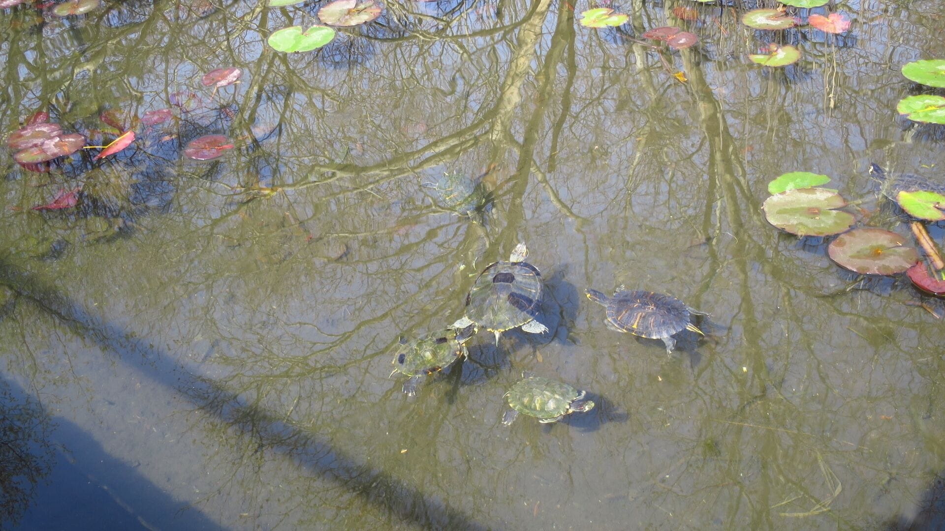 Turtle family in the warm waters of Baile Felix Spa resort

#TakeAHike