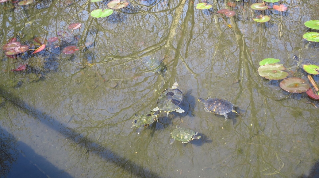 Turtle family in the warm waters of Baile Felix Spa resort
#TakeAHike