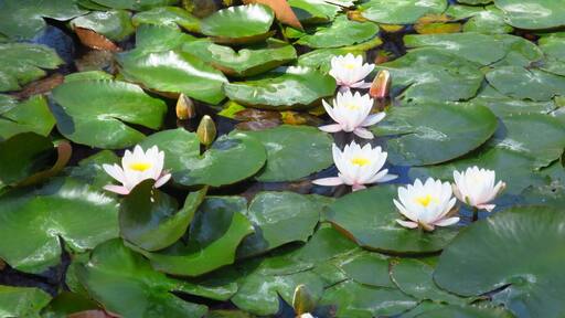 Water lilies in Baile Felix Spa resort
#TakeAHike
