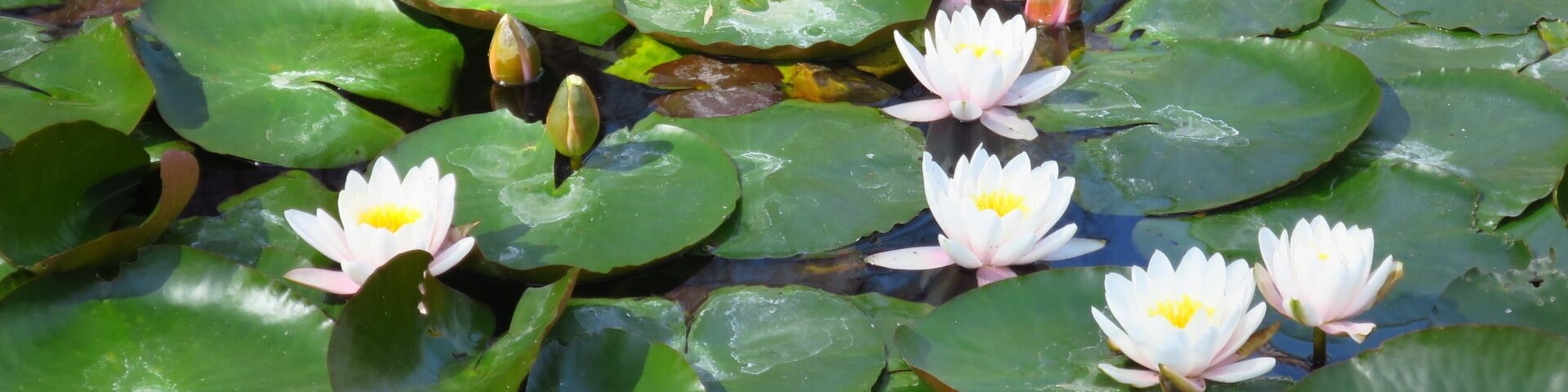 Water lilies in Baile Felix Spa resort
#TakeAHike