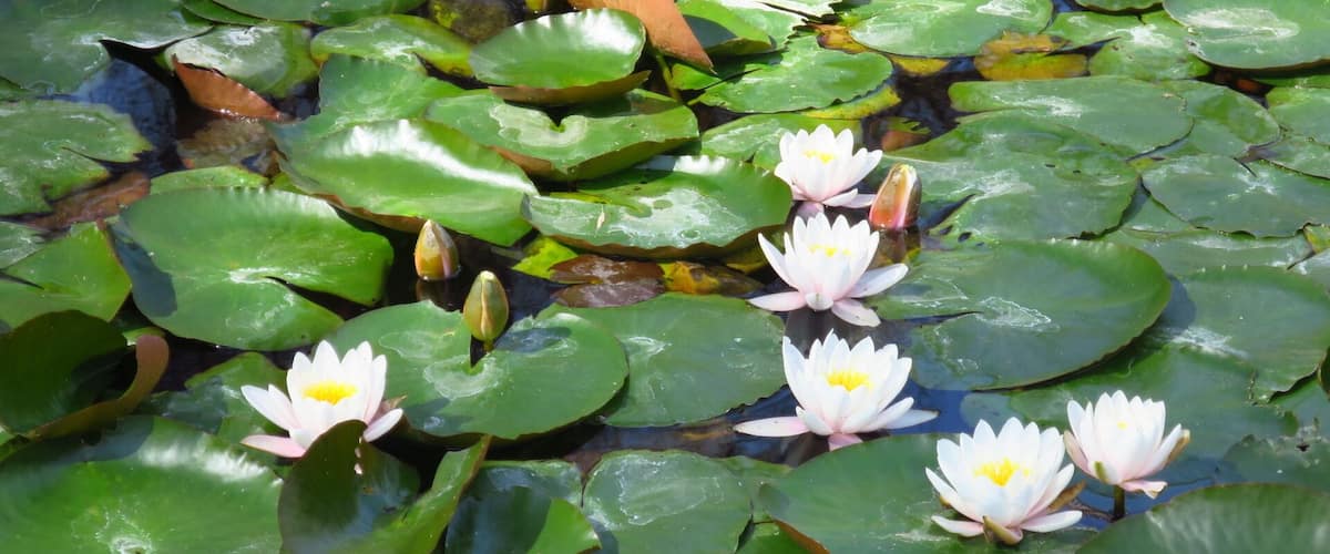 Water lilies on a pond.