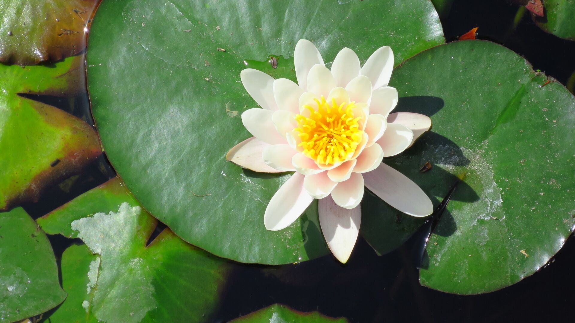 Water lily in Baile Felix spa resort.