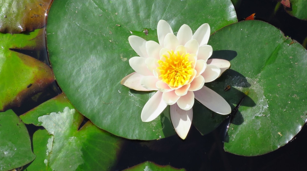 Water lily in Baile Felix spa resort.