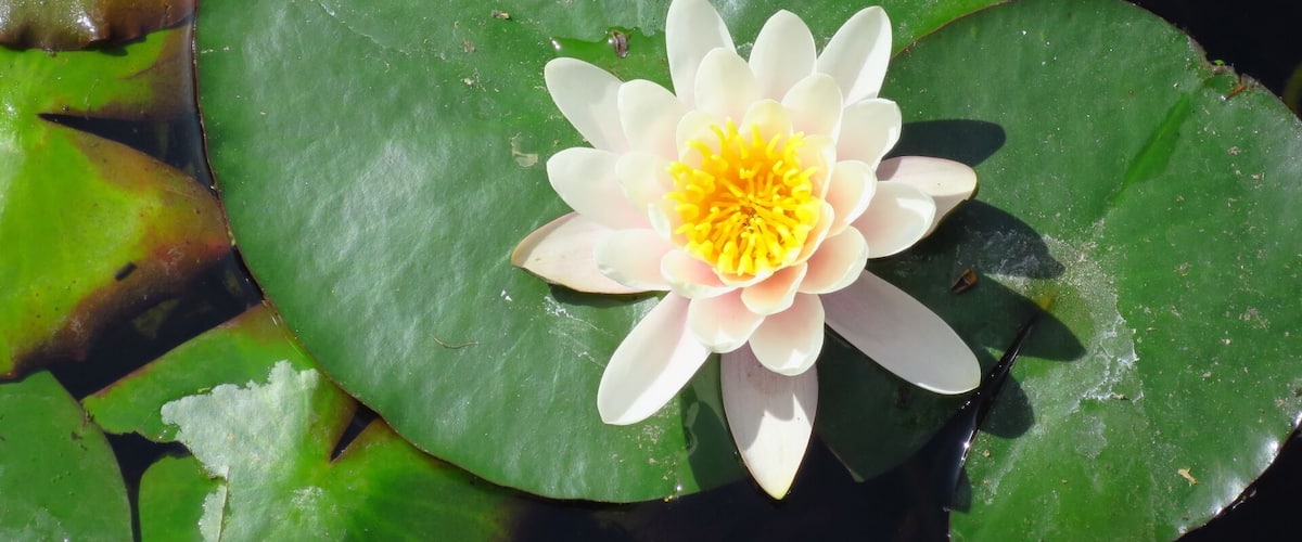 Water lily in Baile Felix spa resort.