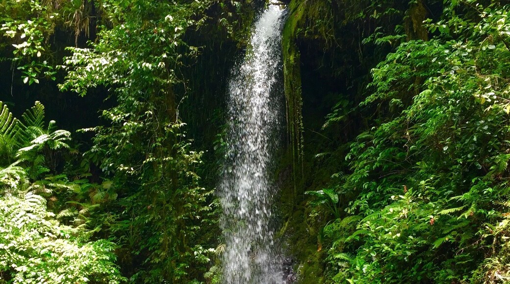 The first of the Kitti 6 Waterfalls hike. Pahnairlap is a punchbowl fall with a cool green pool at the base. Cool off here before continuing the rest of the challenging 5 hour trek. #pohnpei #waterfall #hiking