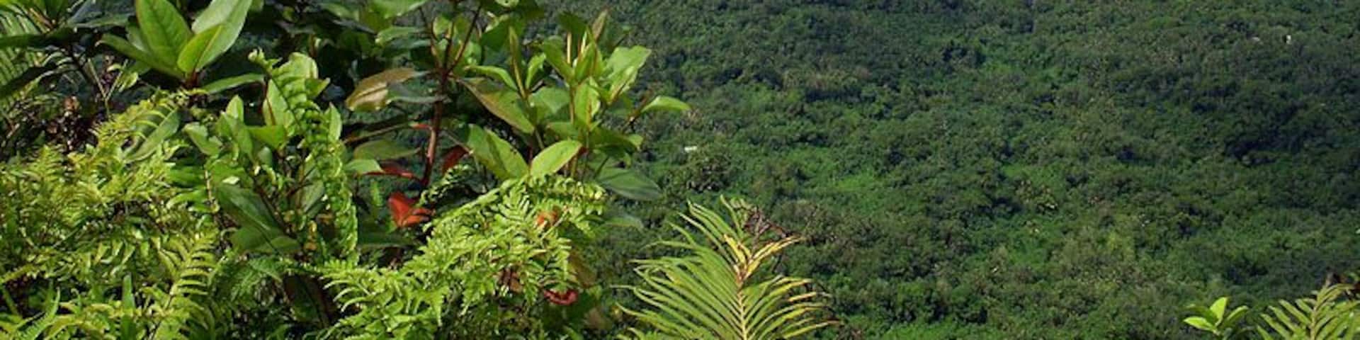 View of Kolonia, Pohnpei, FSM from Sokehs Rock
Read about this wonderful place at:
http://vagabondtraveltales.com/pohnpei-federated-states-of-micronesia/