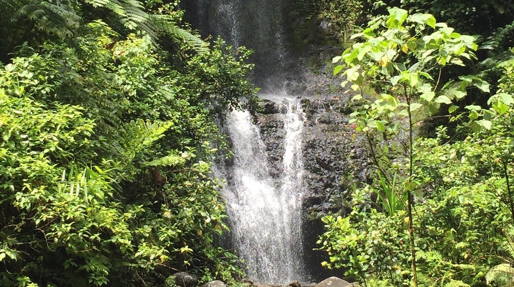 Waterfall number 4 of the Kitti 6 Waterfall hike. The trek to this one and the next is the easiest portion of the hike, and offers a great place to rest for the second half of the trip. #pohnpei #waterfalls #hiking
