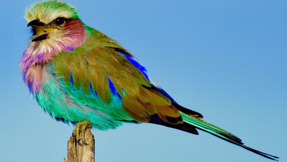 Lilac Breasted Roller #Trovember