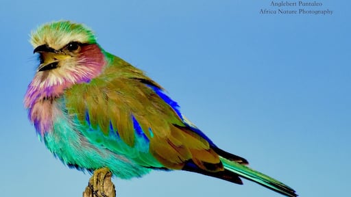 Lilac Breasted Roller #Trovember