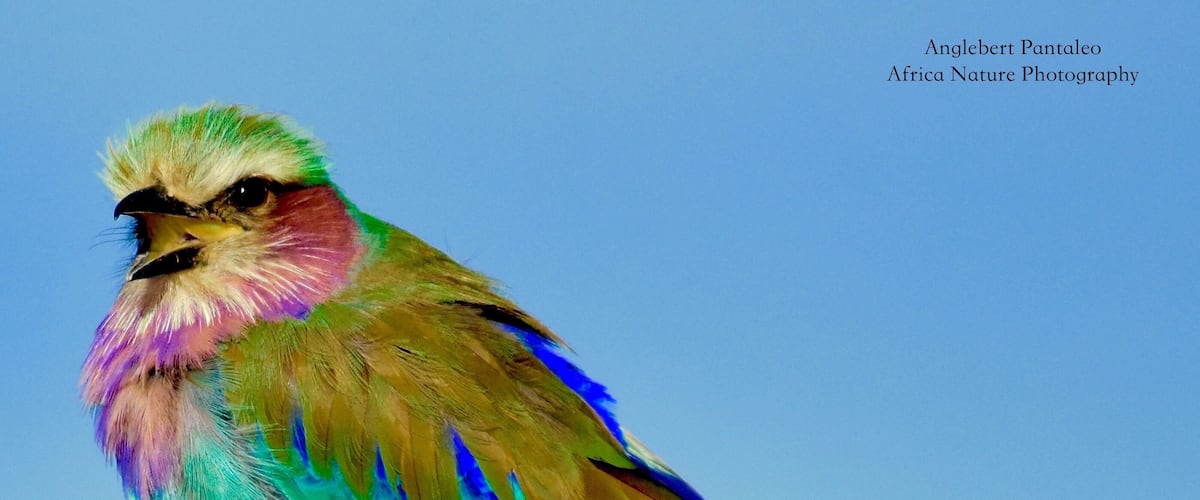 A colorful bird perched on a wooden post.