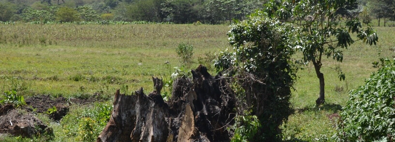 Walking some off-the-beaten-paths around Usa River in Tanzania. The scenery is amazing, with Mt. Meru in the background, almost everywhere. Sometimes one can see the mighty Kilimanjaro as well, or so I hear. Warm and nice, but bit hazy weather as the rain season is about to start.
#mountains #tanzania #scenery #landscape