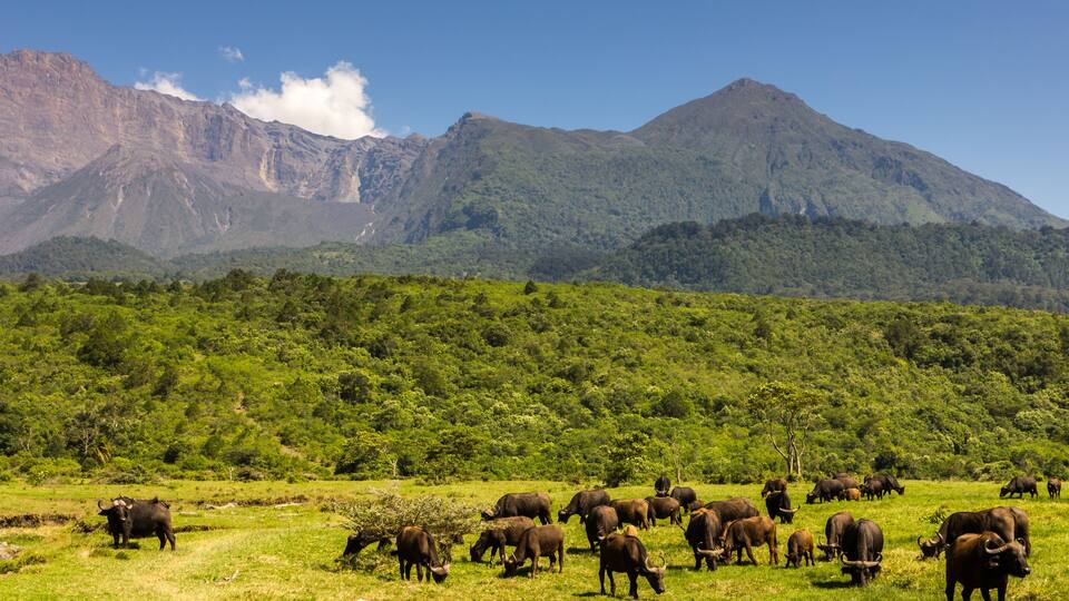 Walking Safari, Cape Buffalo herd in front of Mount Meru, Arusha National Park, Tanzania
