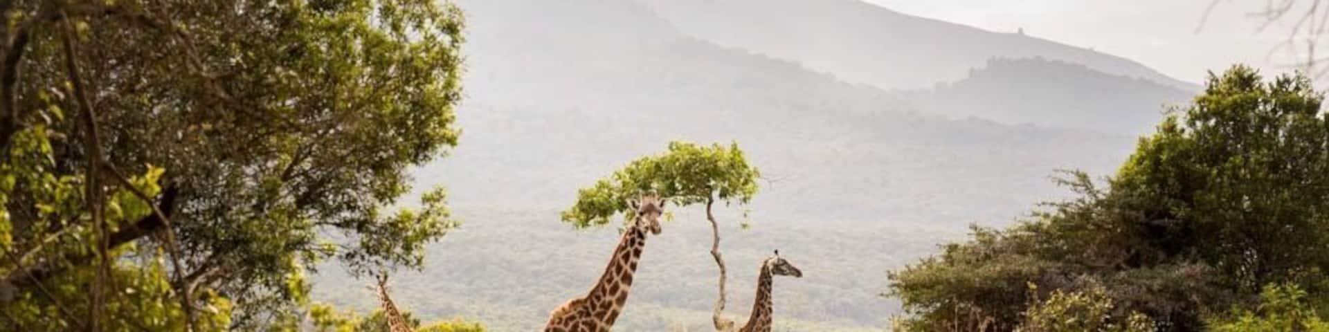 Giraffes found on safari in Arusha National Park !
#tanzania #bestof5