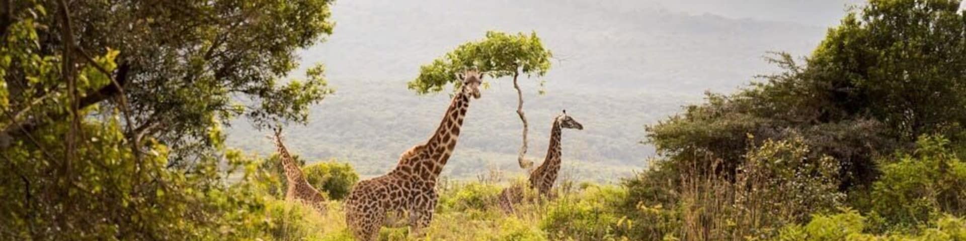Giraffes found on safari in Arusha National Park !
#tanzania #bestof5