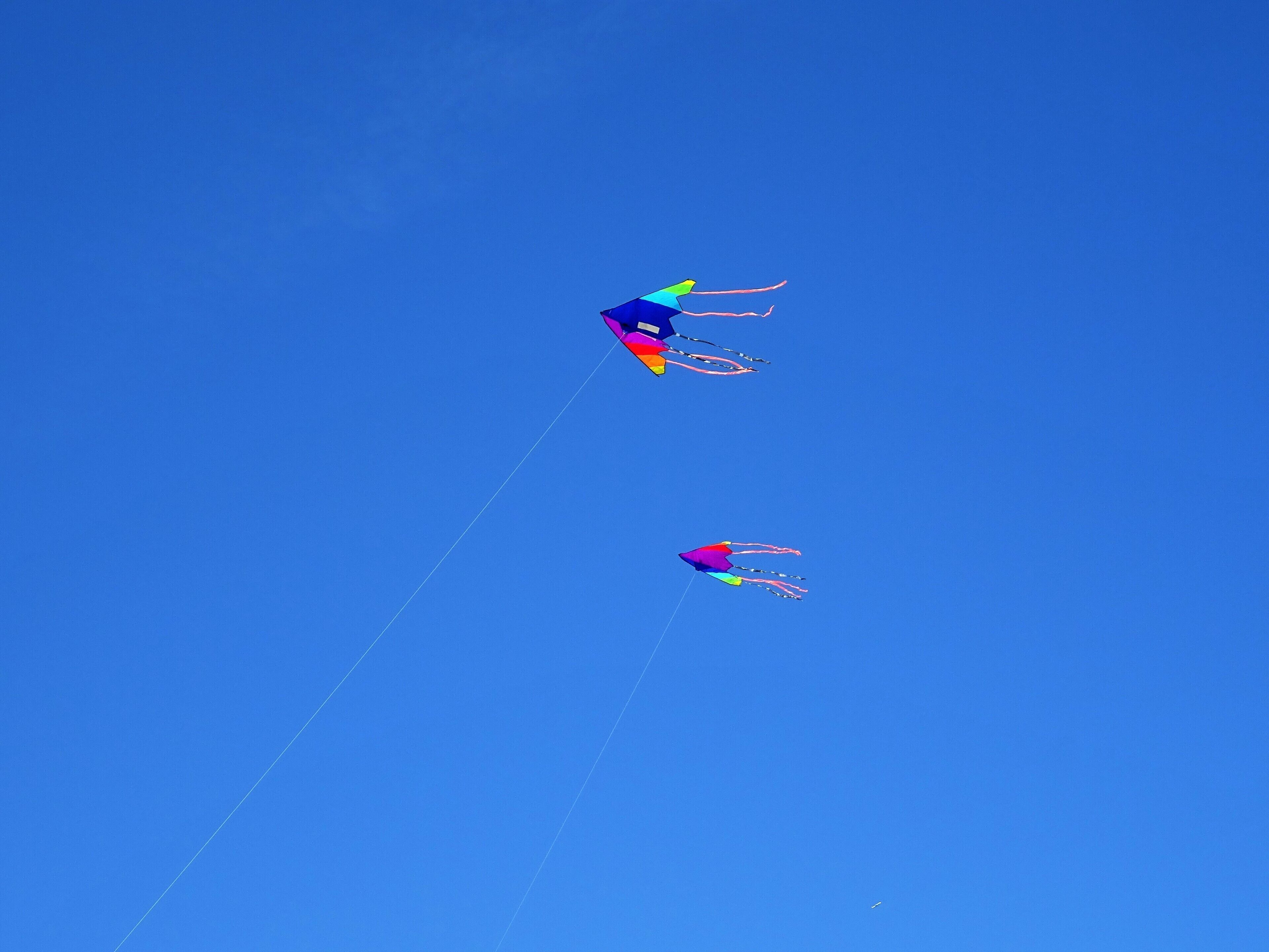 Happy dragons
#BVSBlue