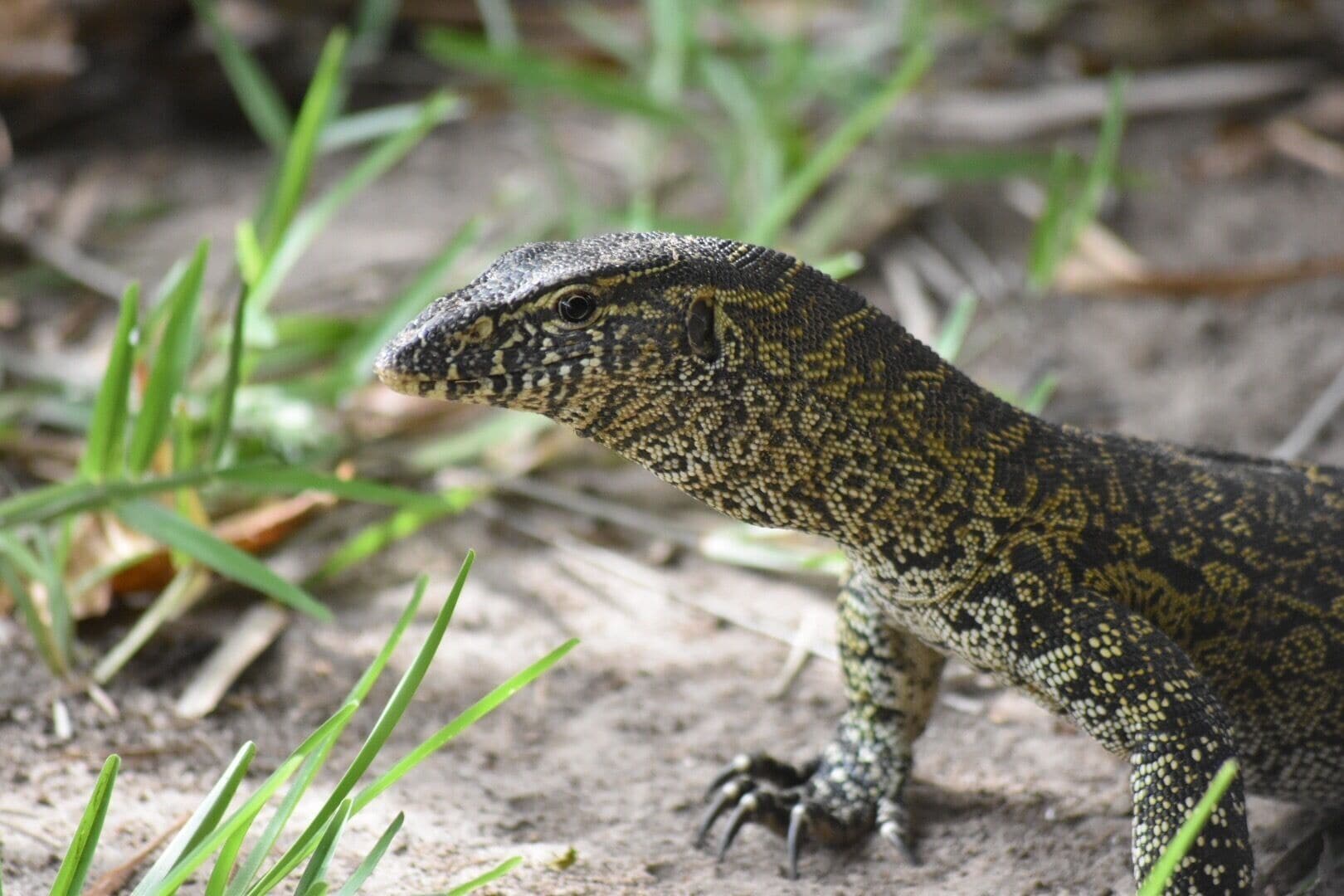 Monitor lizard... this hotel is an amazing place... great for wildlife, relaxing and winter sun ☀️ 
