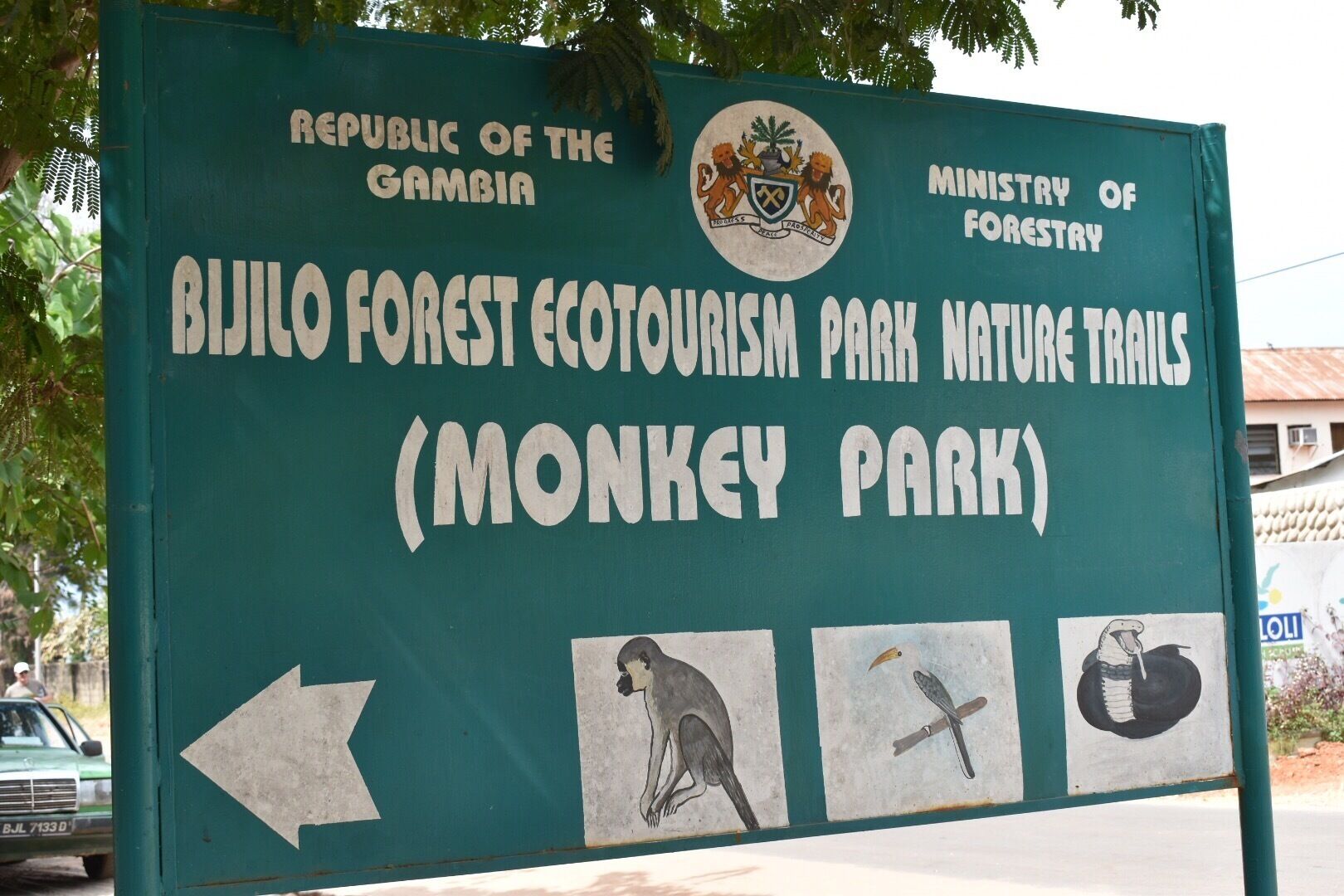 Get close to wild monkeys 🐒 