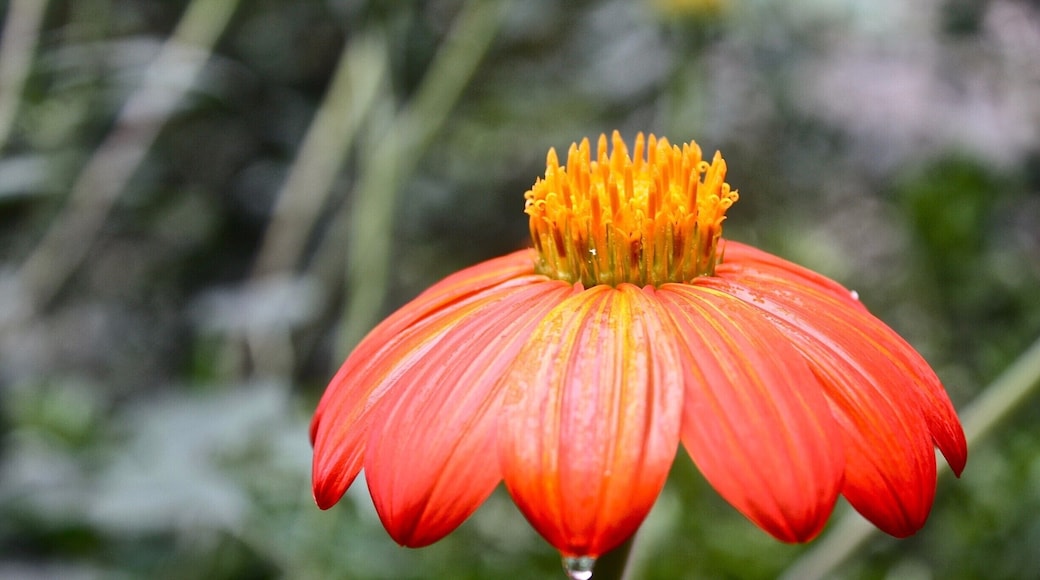 The flowers were amazing in the jungle.