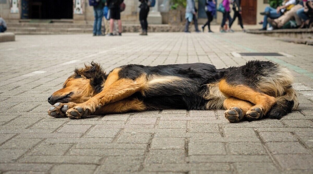 I'm a cat person myself but I couldn't resist taking a pic of this adorable dog just chilling in the town square. Dogs and cats roaming freely in Agua Calientes, Peru.
#dog #ravel #chilloutdog #peru