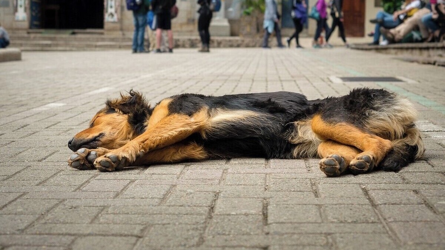 I'm a cat person myself but I couldn't resist taking a pic of this adorable dog just chilling in the town square. Dogs and cats roaming freely in Agua Calientes, Peru.
#dog #ravel #chilloutdog #peru