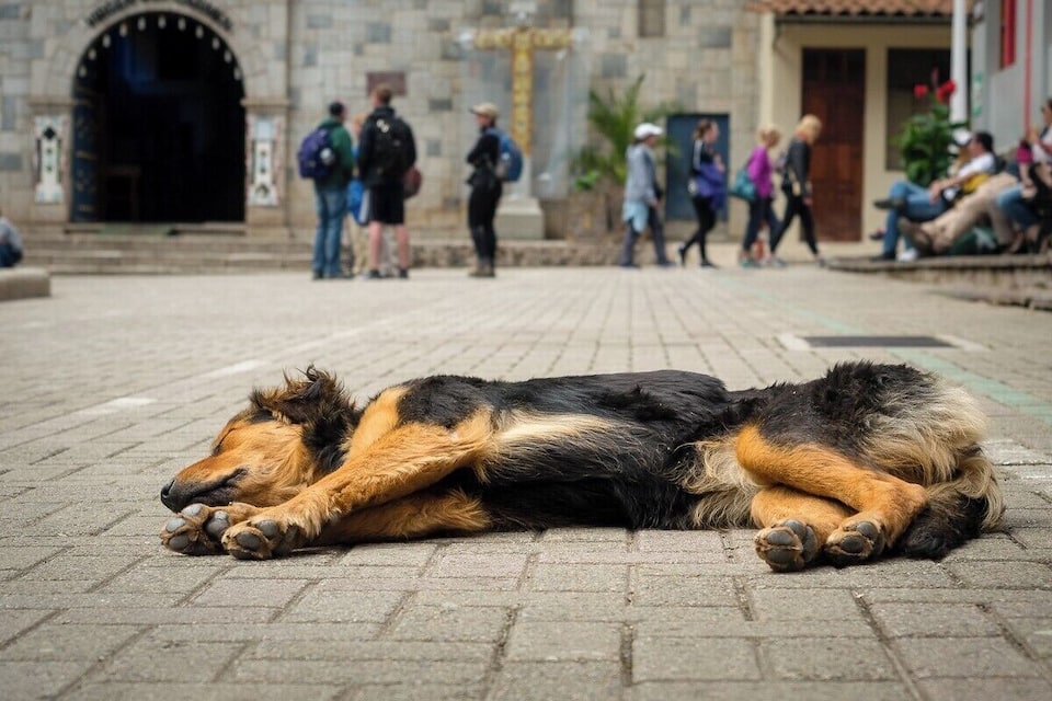 Um cão dormindo numa rua calçada, com pessoas passando ao fundo.