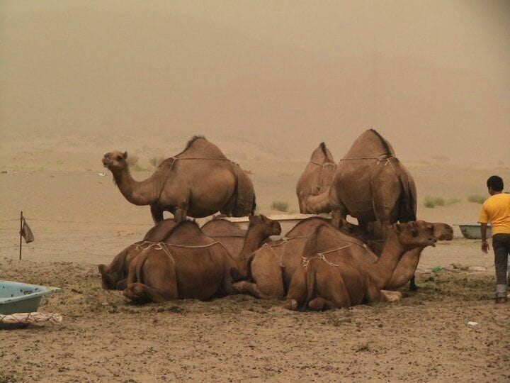 camel...
was there 2010 for umrah
.... we stop here for those who wanna try camel milk.....
