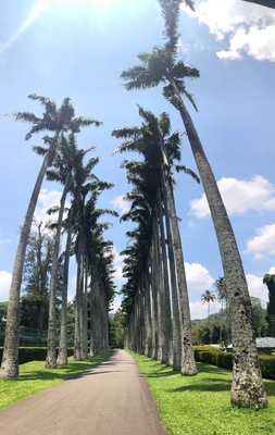Some cool places to get photos in the Royal Botanical Gardens - a pleasant way to spend a few hours. The bats were incredible.