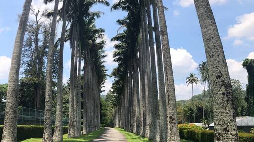 Some cool places to get photos in the Royal Botanical Gardens - a pleasant way to spend a few hours. The bats were incredible.