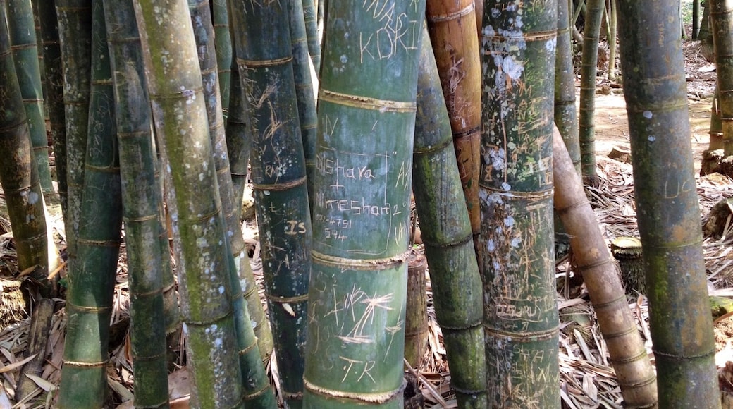 Giant Bamboo plant plastered in carved graffiti at the Royal Botanical Gardens.