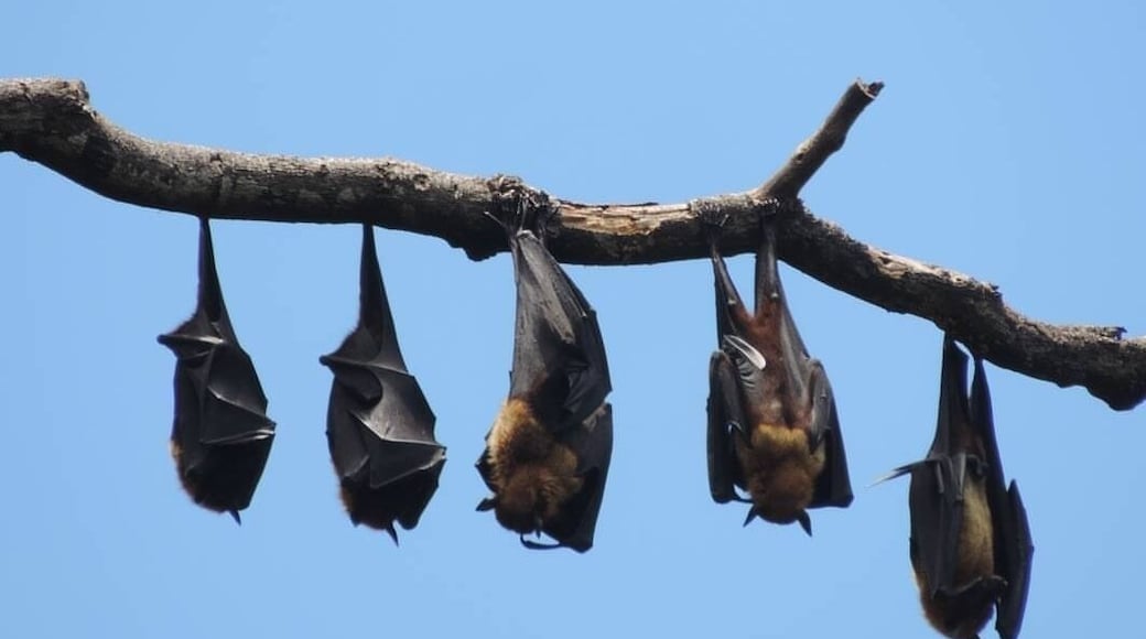 Just a family of bats 'hanging around' the Royal Botanical Gardens in Kandy, Sri Lanka. 🦇
#Wildlife #LifeAtExpedia