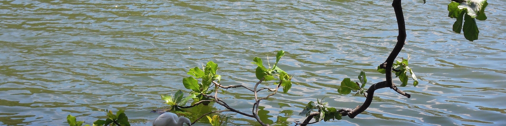 the lake of kandy in sri lanka is inhabited by numerous birds. they all come back before sunset to find a branch to spend the night. this one seemed to float!! #OnTheRoad