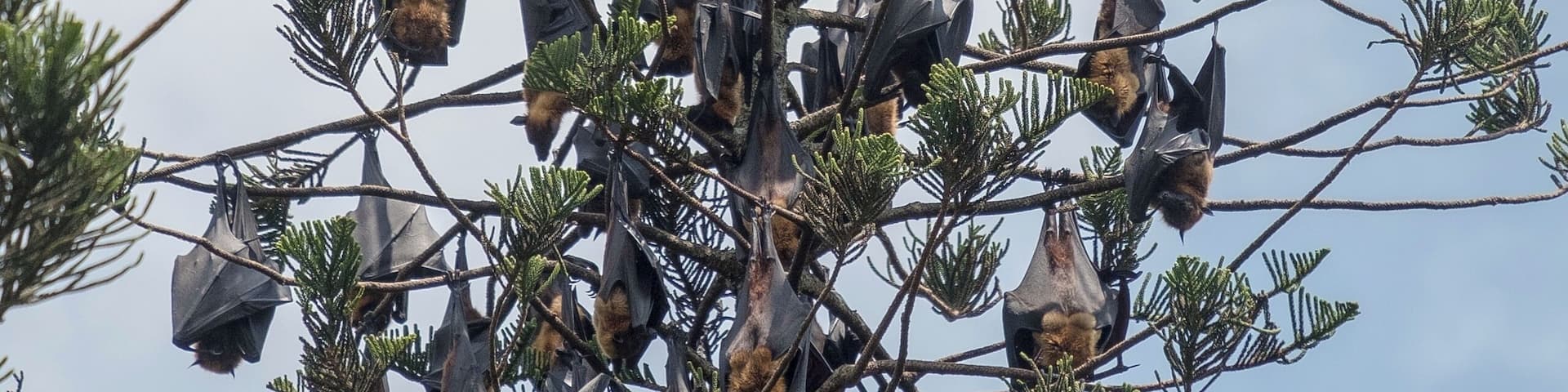 The Royal Botanical Gardens were a great place to visit large spaces for a picnic and beautiful trees and shrubs. The avenues of palm trees are spectacular and the fernery such a lovely, shady place to escape the heat.
Our favourite part by far are the trees the fruit bats call home; listen, and look up â you'll ear them chattering, and see them hanging upside down with their furry bodies turned to the sun, every so often you'll see one or two stretch their wings, or even fly from one roost to another. These bats, unlike most bats, fly by sight not radar â something I didn't know until I visited this most beautiful park.
#localsecrets