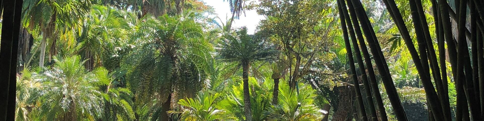 Botanical garden in Kandy