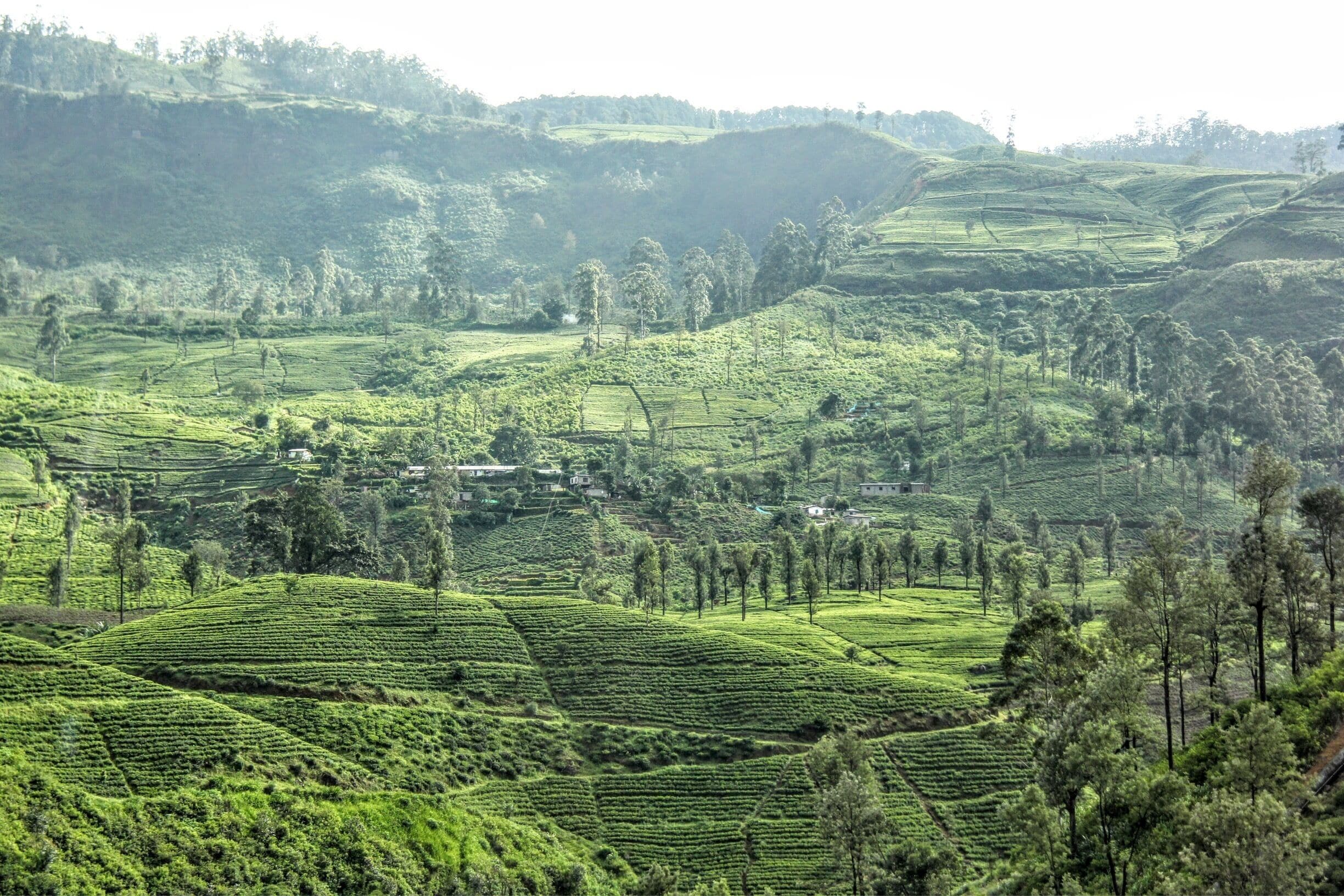 Tea plantation in Kandy, Sri Lanka - beautiful and cool on the mountains to visit the tea plantations #landscape #SriLanka #nature #hiking 