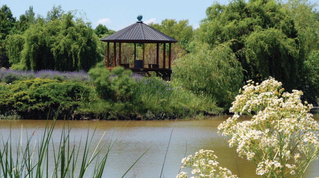 Tigre que incluye un río o arroyo