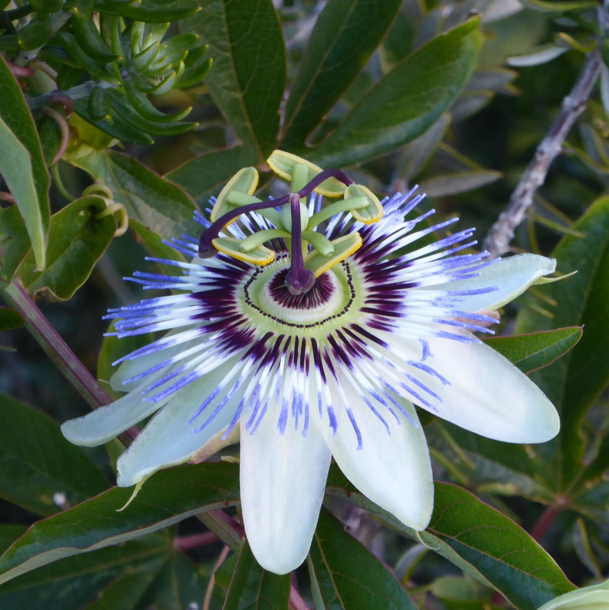 Of all the pictures I've taken of flowers around Australia, people seem to love this flower the best. While it comes in a red variation, the white seems most loved. The base layer is patterned with broad, long, rounded tip petals that stick way out and lay down away from the flower some. The next layer is a dramatic layer of very spiked petals emerging from a green center and starting with a deep violet coloring that abruptly changes to white and again to lavender. Inside the green is a ring of violet dots centered in the green. At the very core is a layer of white. From the white emerges a layer of tiny spikes that angle around the center and are violet in color. This core has a green single stem that emerges from it that then splits into a branched pattern of five petals, each tipped with what looks like a tiny green bean. Out of the center arises yet another layer - a pattern of three branches, all violet in color and with a rounded knob at the end. So many patterns and the reason it is so dramatic, although the colors do help as they call out the patterns. #Patterns