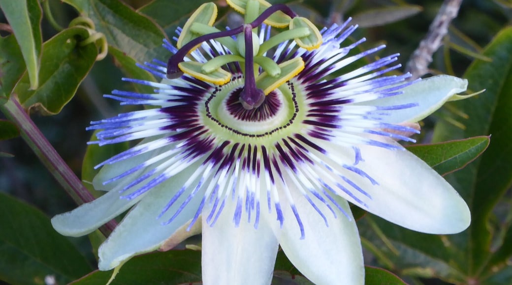Of all the pictures I've taken of flowers around Australia, people seem to love this flower the best. While it comes in a red variation, the white seems most loved. The base layer is patterned with broad, long, rounded tip petals that stick way out and lay down away from the flower some. The next layer is a dramatic layer of very spiked petals emerging from a green center and starting with a deep violet coloring that abruptly changes to white and again to lavender. Inside the green is a ring of violet dots centered in the green. At the very core is a layer of white. From the white emerges a layer of tiny spikes that angle around the center and are violet in color. This core has a green single stem that emerges from it that then splits into a branched pattern of five petals, each tipped with what looks like a tiny green bean. Out of the center arises yet another layer - a pattern of three branches, all violet in color and with a rounded knob at the end. So many patterns and the reason it is so dramatic, although the colors do help as they call out the patterns. #Patterns