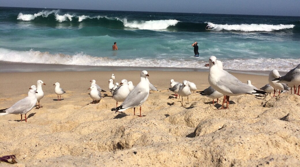 Less people, more waves, Maroubra beach is amazing! Just a few Km South of the famous and overcrowded Coogee Beach!