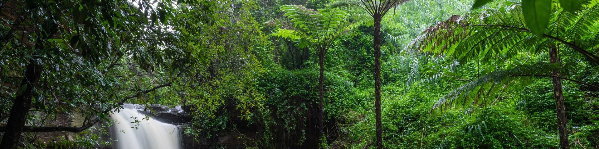 Strong flow at Lilly Pilly waterfall after rain, Lane Cove, NSW, Australia.