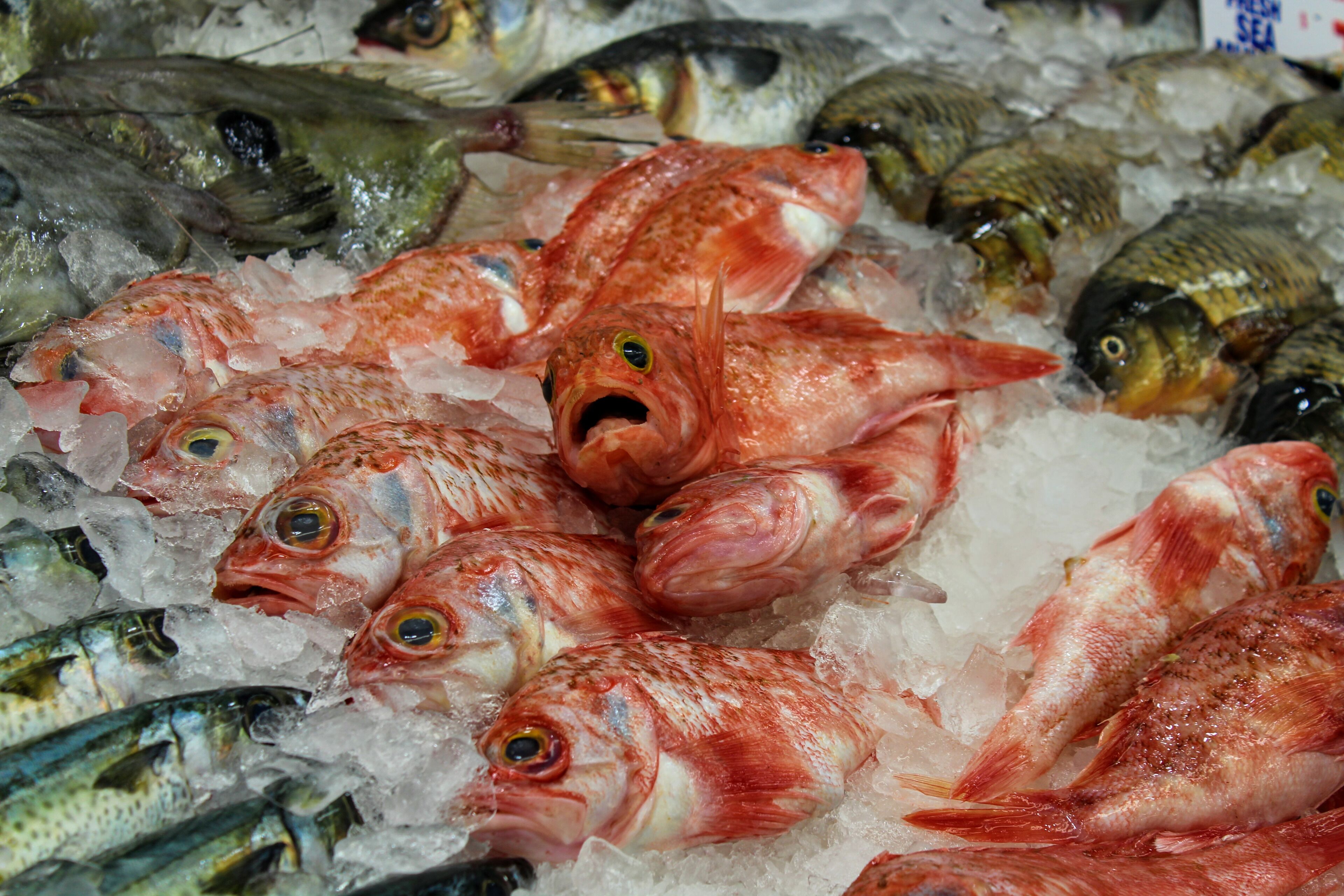 This little guy wasn't too excited to be a part of the largest fish market in the southern hemisphere. Though I got some of the best seafood I've ever had here.