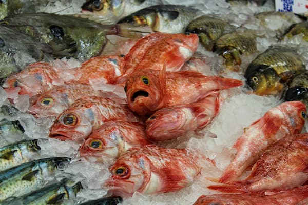 Un assortiment de poissons frais, présentés sur de la glace.