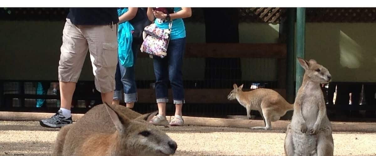 Featherdale wildlife park has a lot of Australian wildlife from alligators, owls, kangaroos to snakes, spiders and birds. You can even walk among and feed some of the kangaroos.