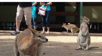 Featherdale wildlife park has a lot of Australian wildlife from alligators, owls, kangaroos to snakes, spiders and birds. You can even walk among and feed some of the kangaroos.